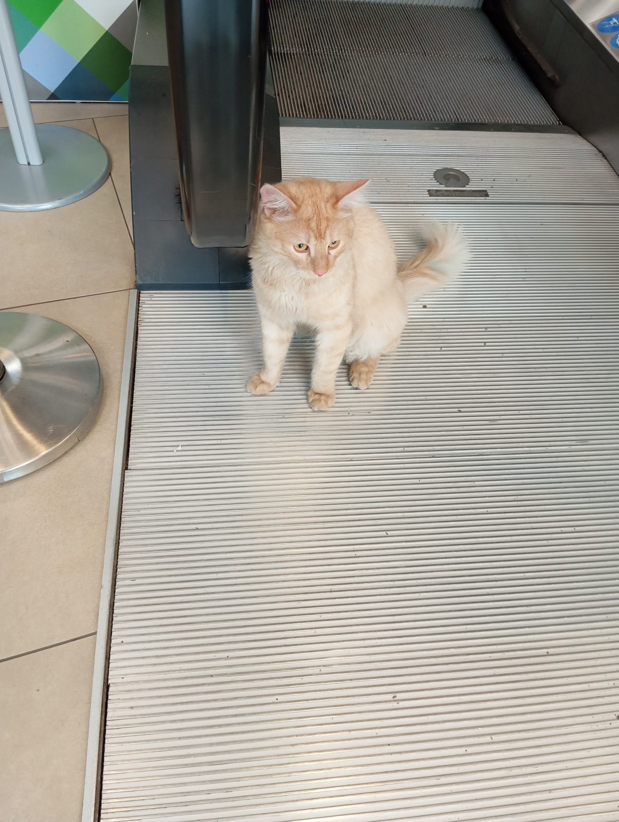 Found Cat in Bradford, England — listing photo