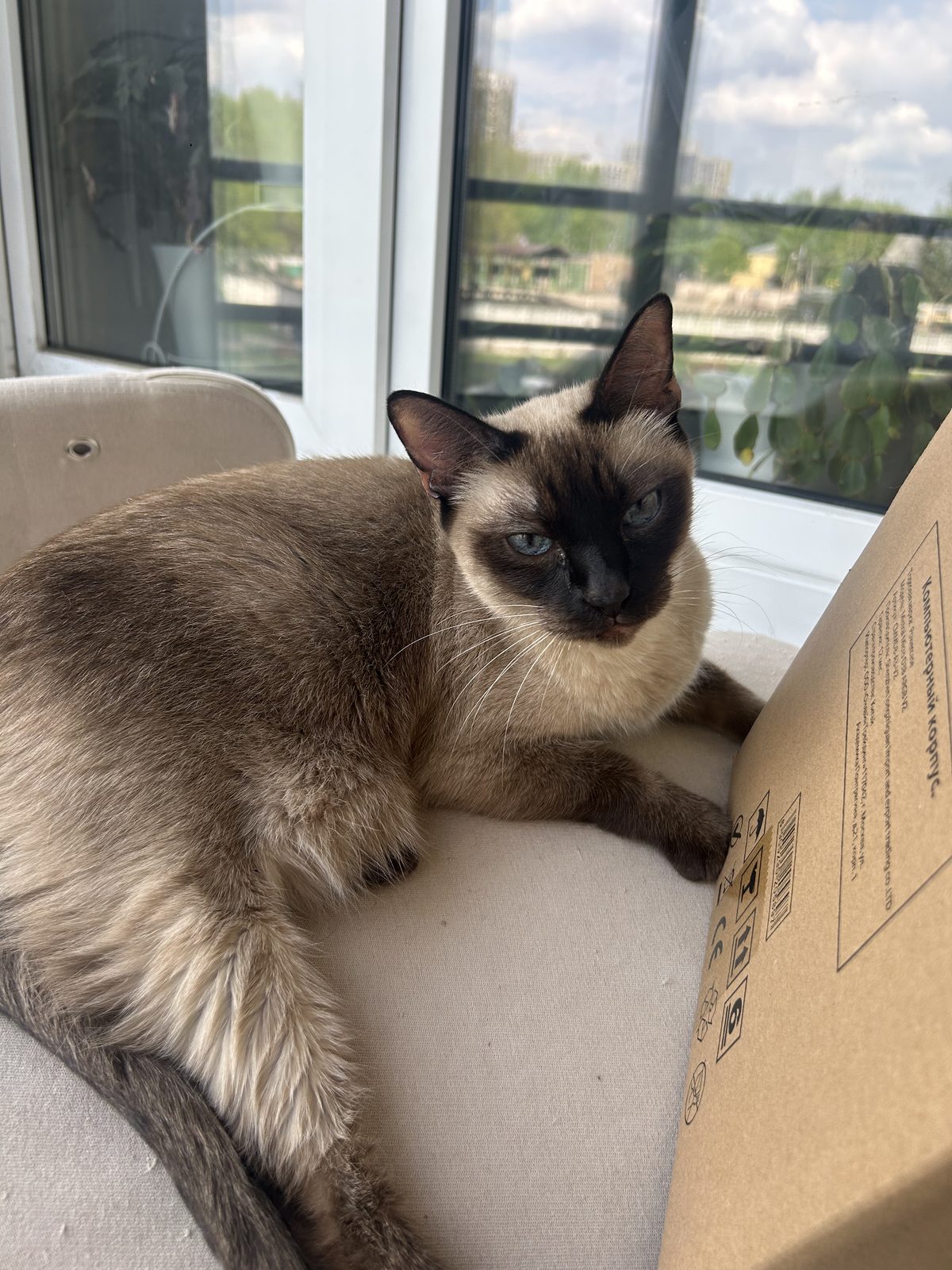 Found Cat in Edinburgh, Scotland — listing photo