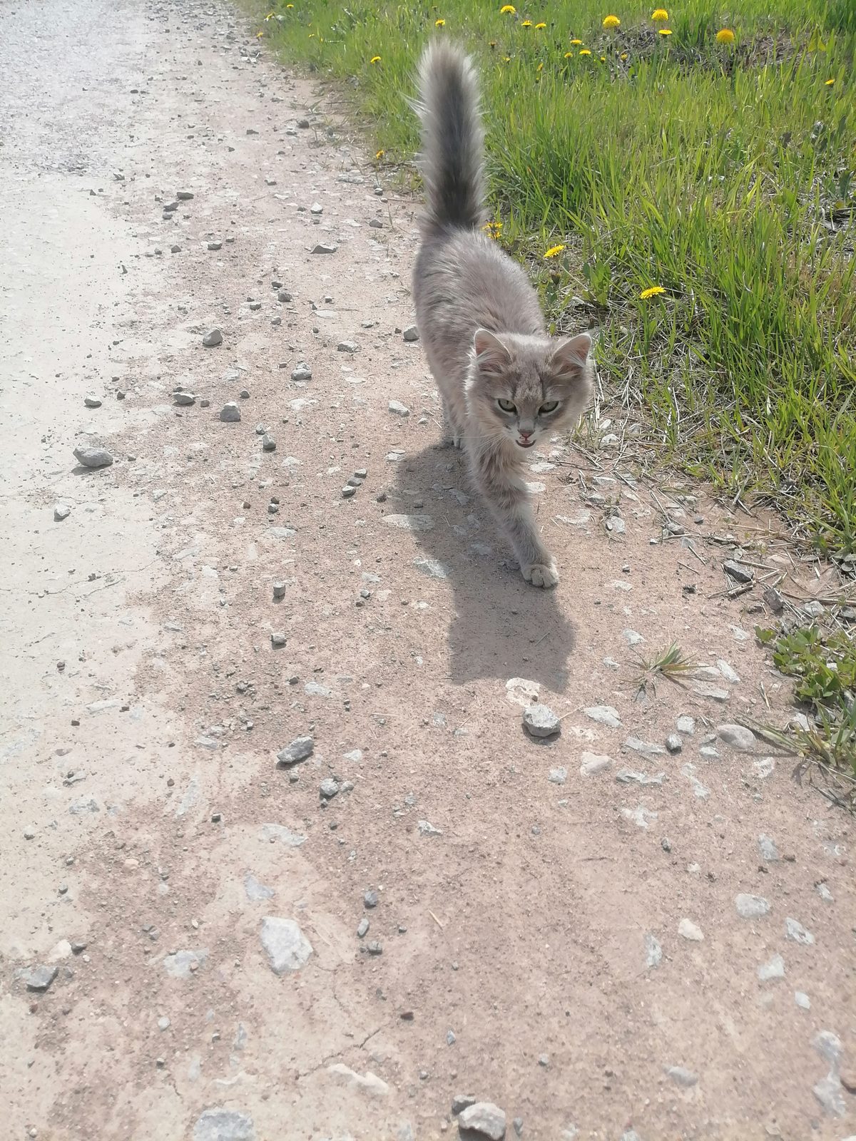 Found Cat in Leicester, England — listing photo