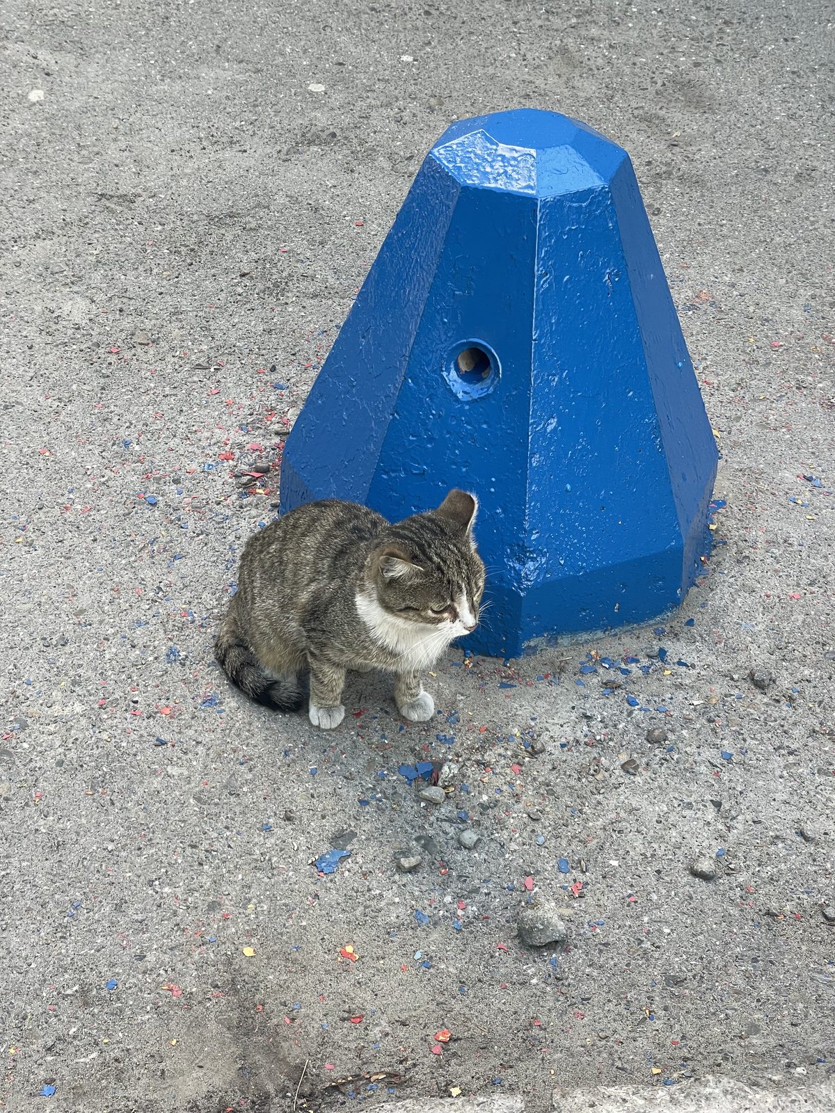 Found Cat in Bristol, England — Cat found safe