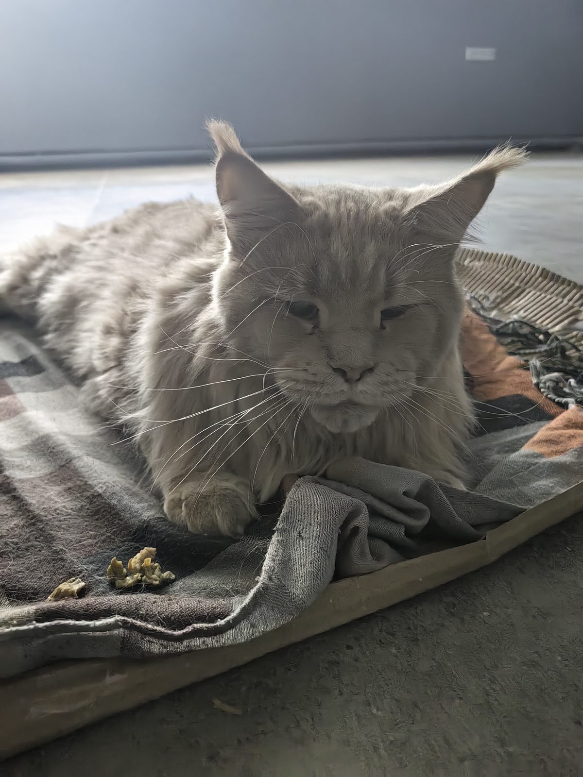 Found Cat in Brighton, England — listing photo