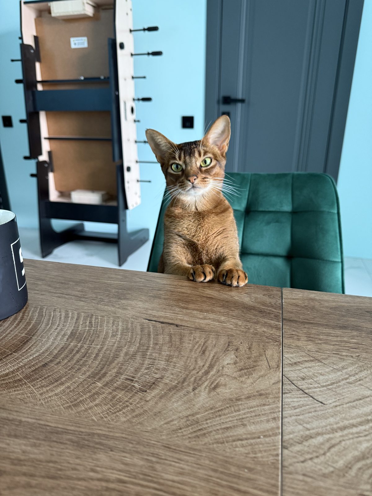 Lost Cat in Swansea, Wales — Have you seen this cat?