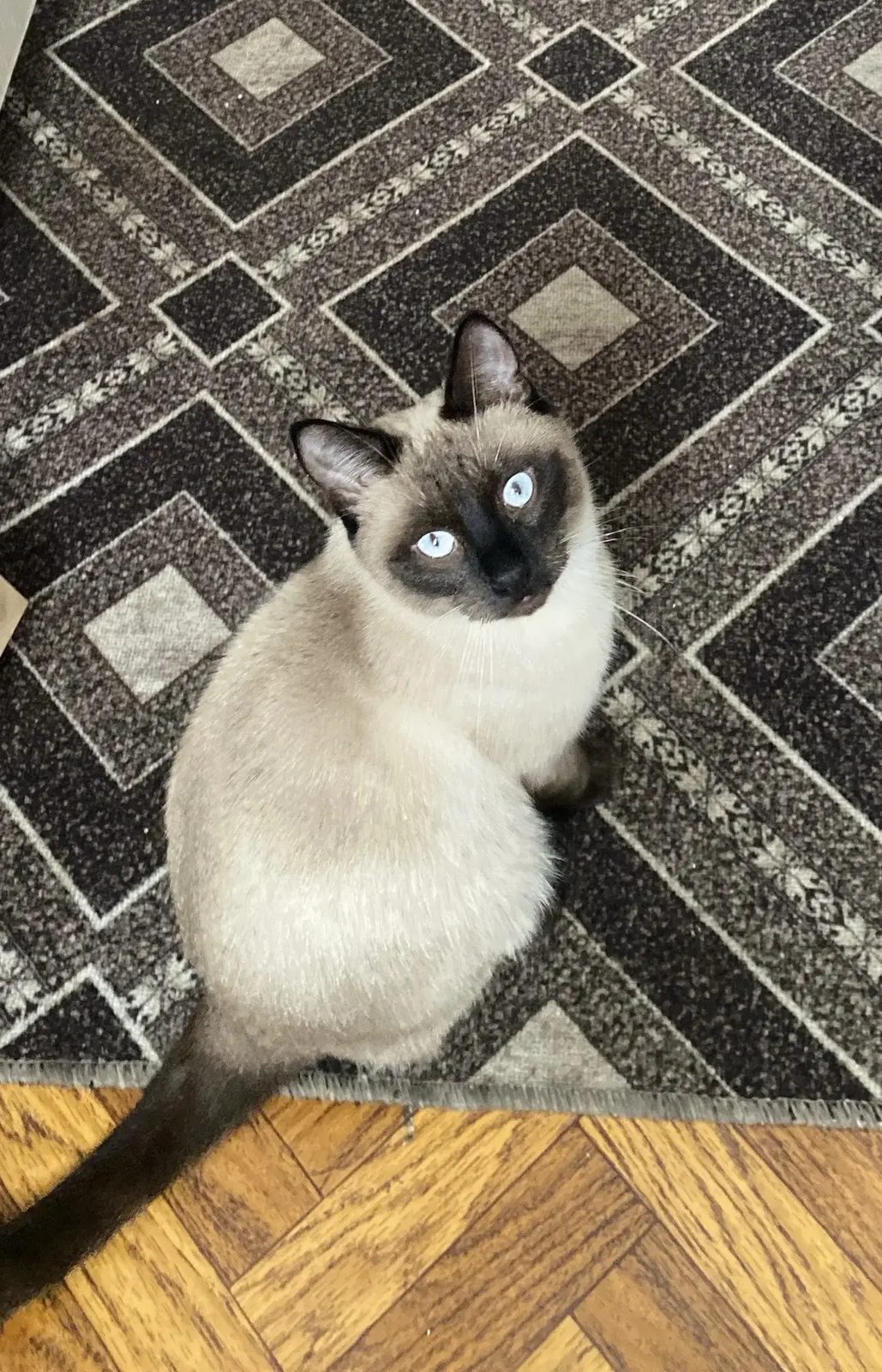 Lost Cat in Belfast, Northern Ireland — listing photo