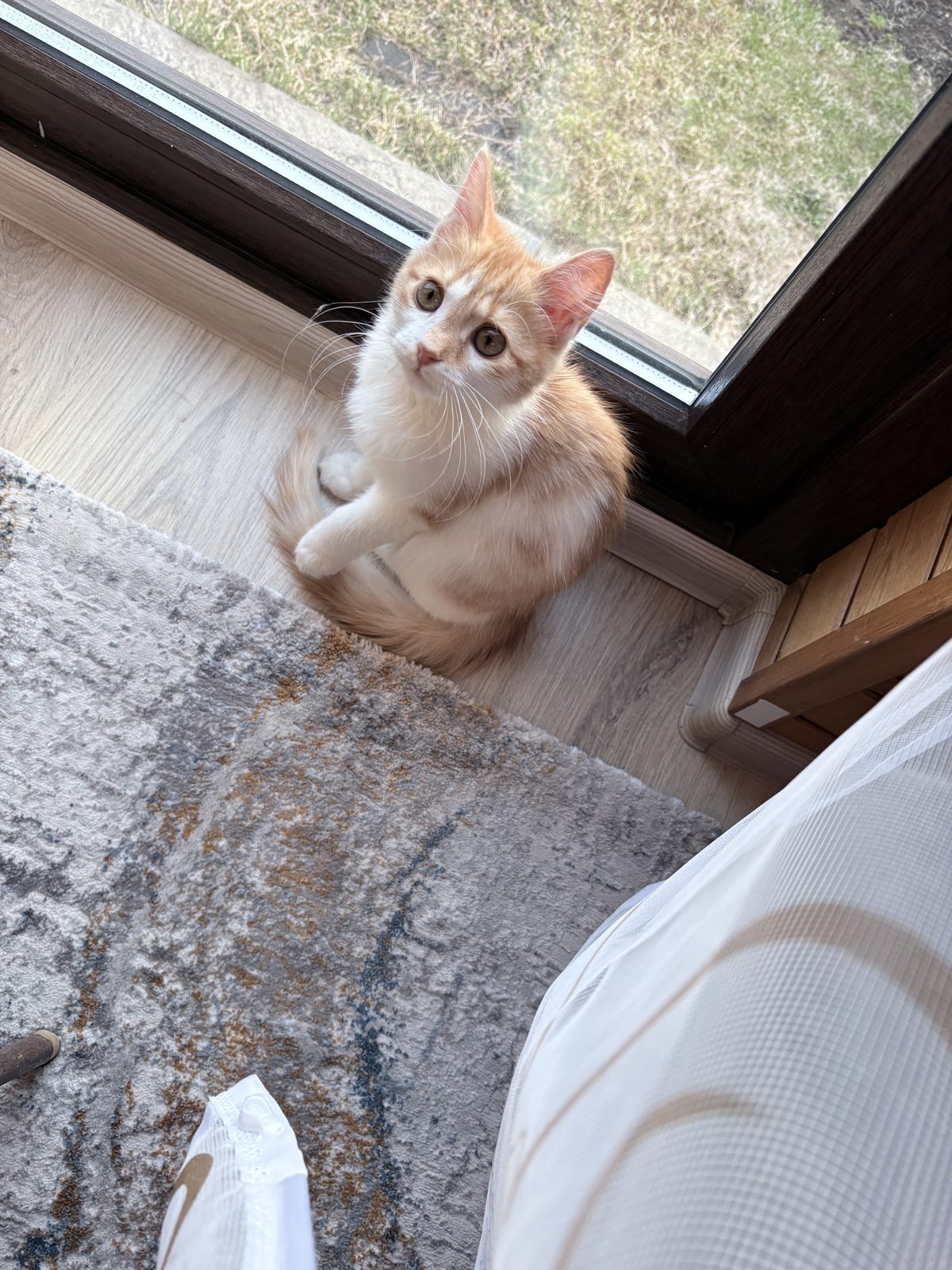 Lost Cat in Liverpool, England — Have you seen this cat?