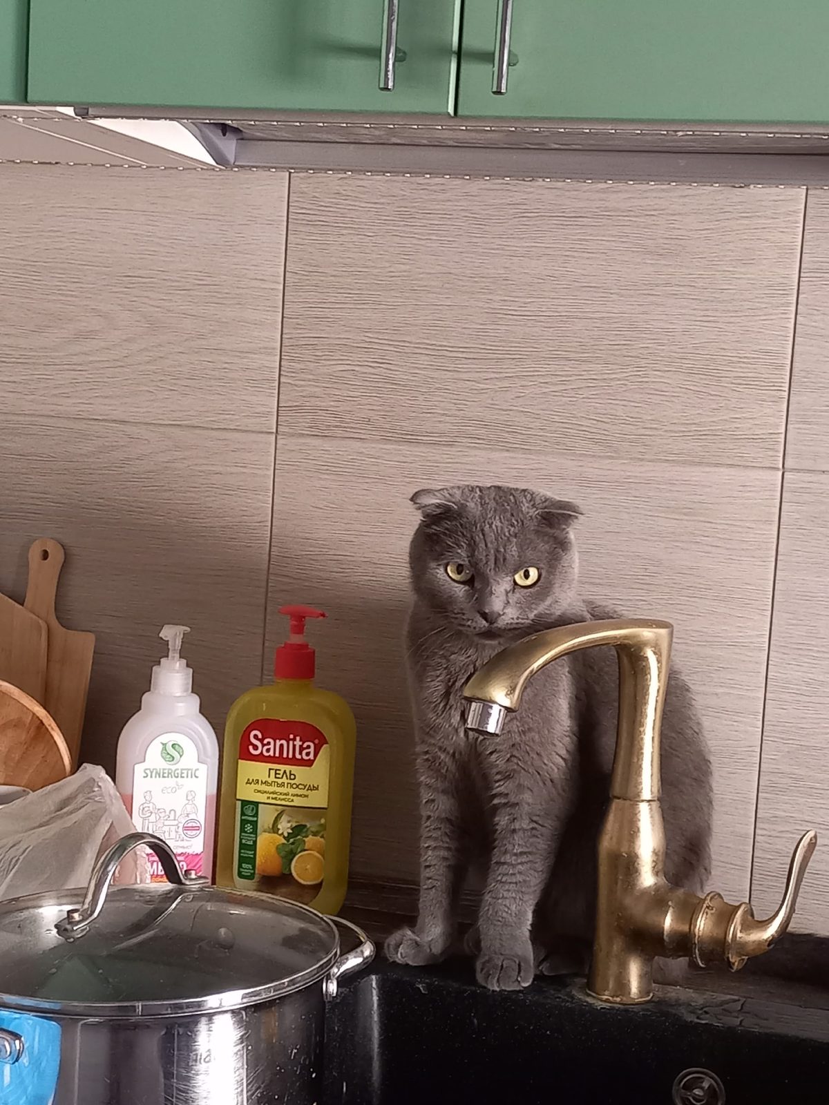 Lost Cat in Bradford, England — listing photo