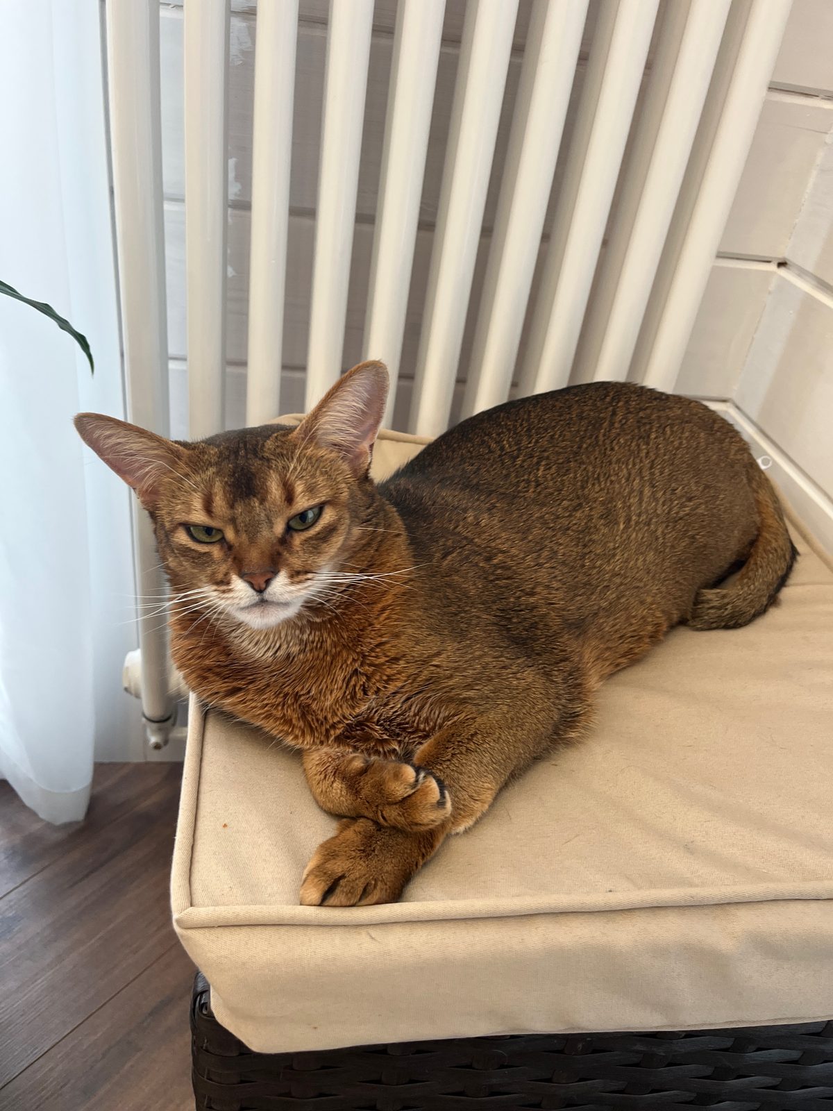 Lost Cat in Aberdeen, Scotland — listing photo
