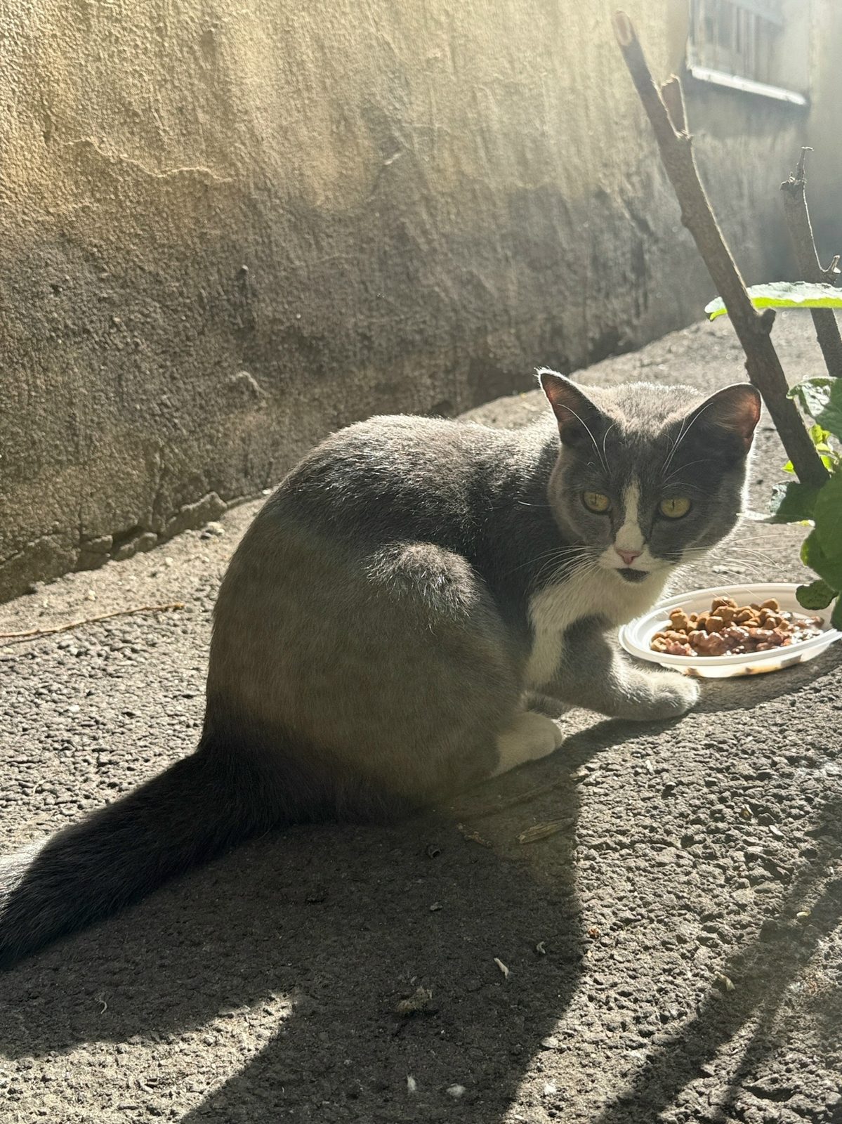 Found Cat in Manchester, England — listing photo