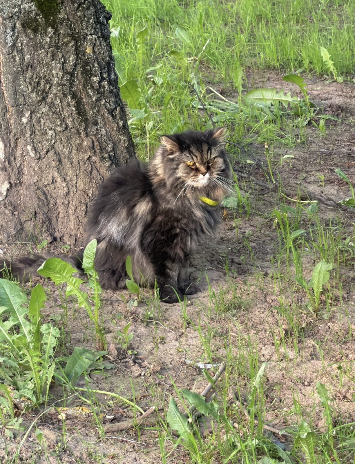 Found Cat in York, England — listing photo
