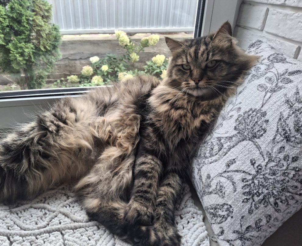 Lost Cat in Plymouth, England — listing photo