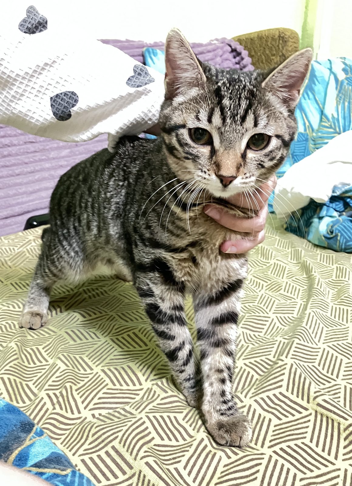Found Cat in Birmingham, England — listing photo