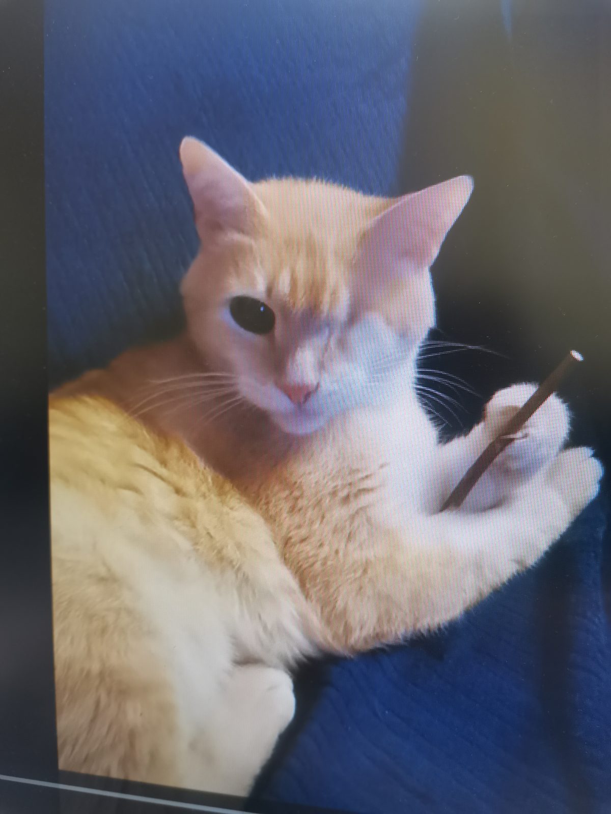 Lost Cat in Southampton, England — Have you seen this cat?