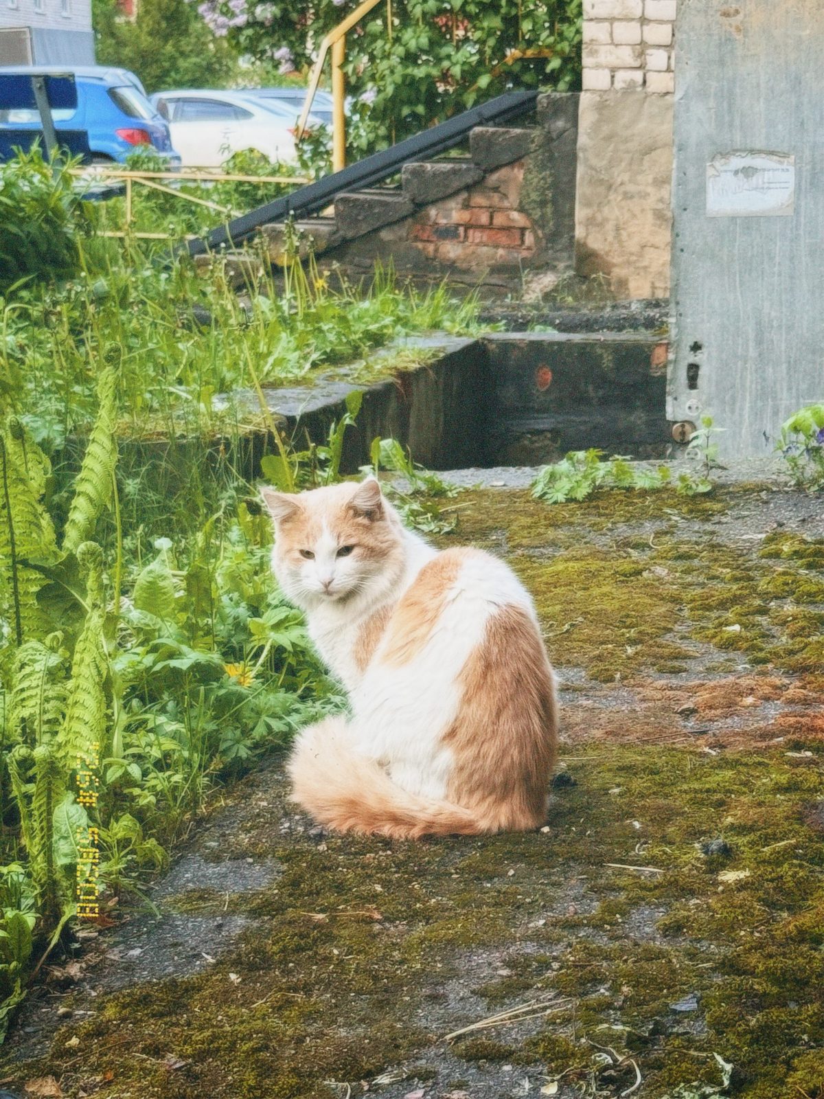 Found Cat in Cambridge, England — Cat found safe
