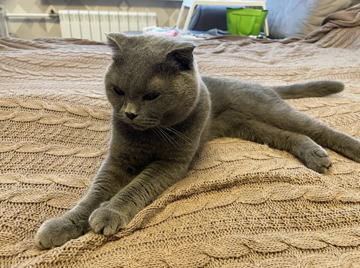 Found Cat in Leicester, England — Cat found safe