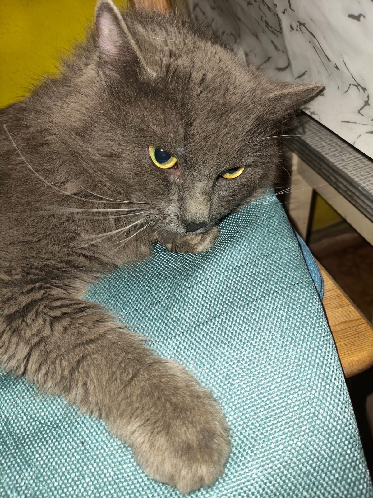 Found Cat in Wolverhampton, England — listing photo