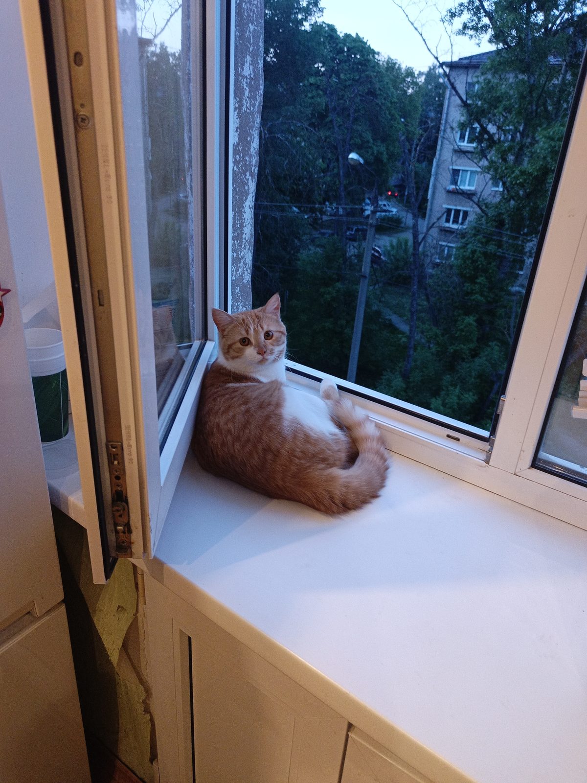 Lost Cat in Leeds, England — listing photo