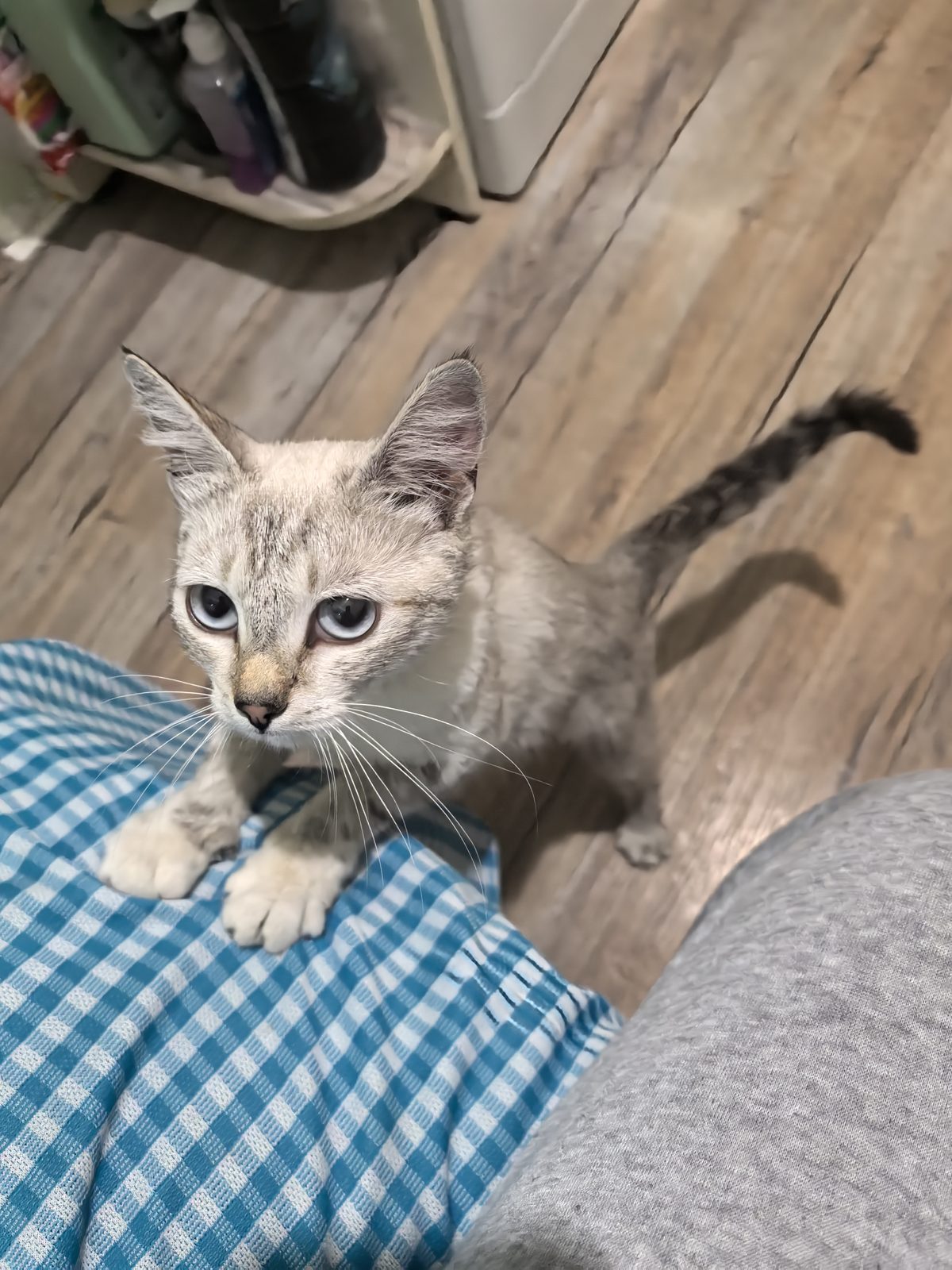 Found Cat in Leeds, England — listing photo