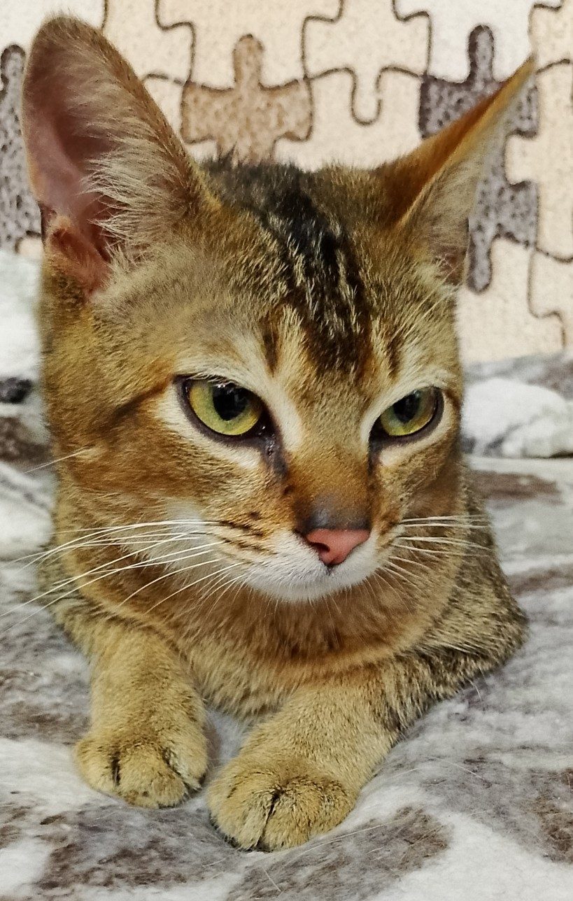 Found Cat in Leicester, England — Cat found safe