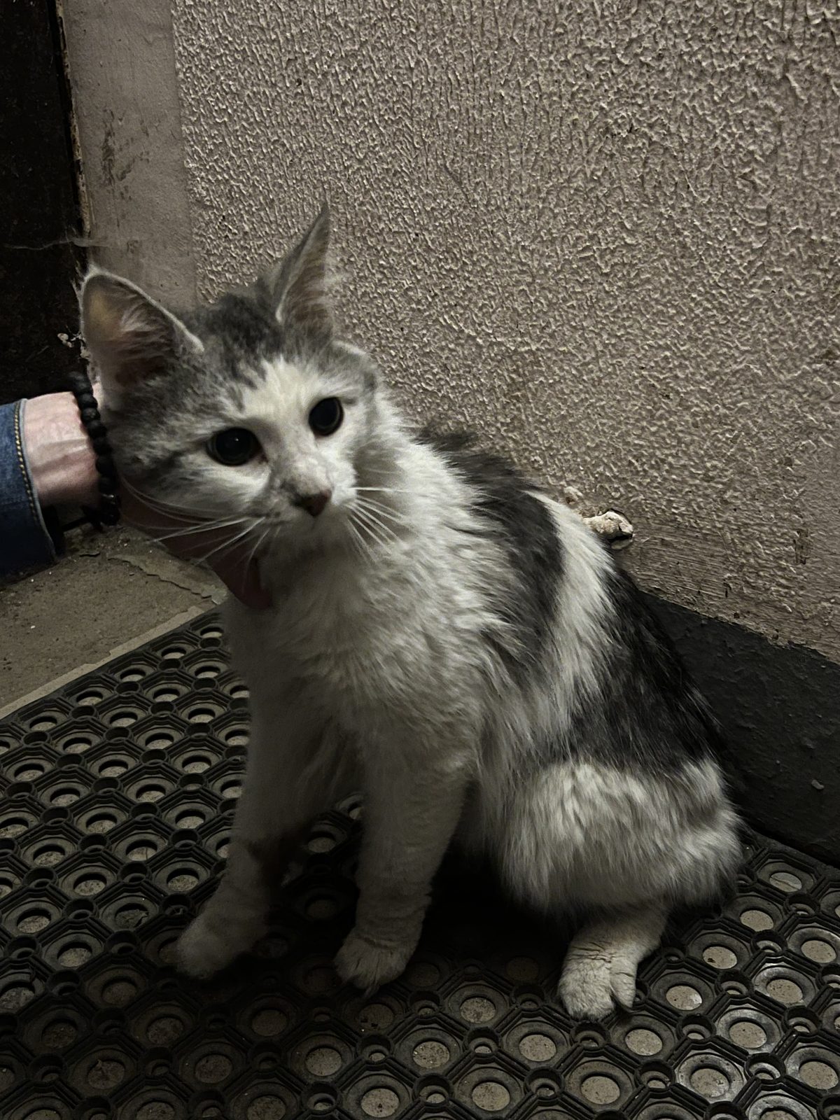 Found Cat in Portsmouth, England — listing photo