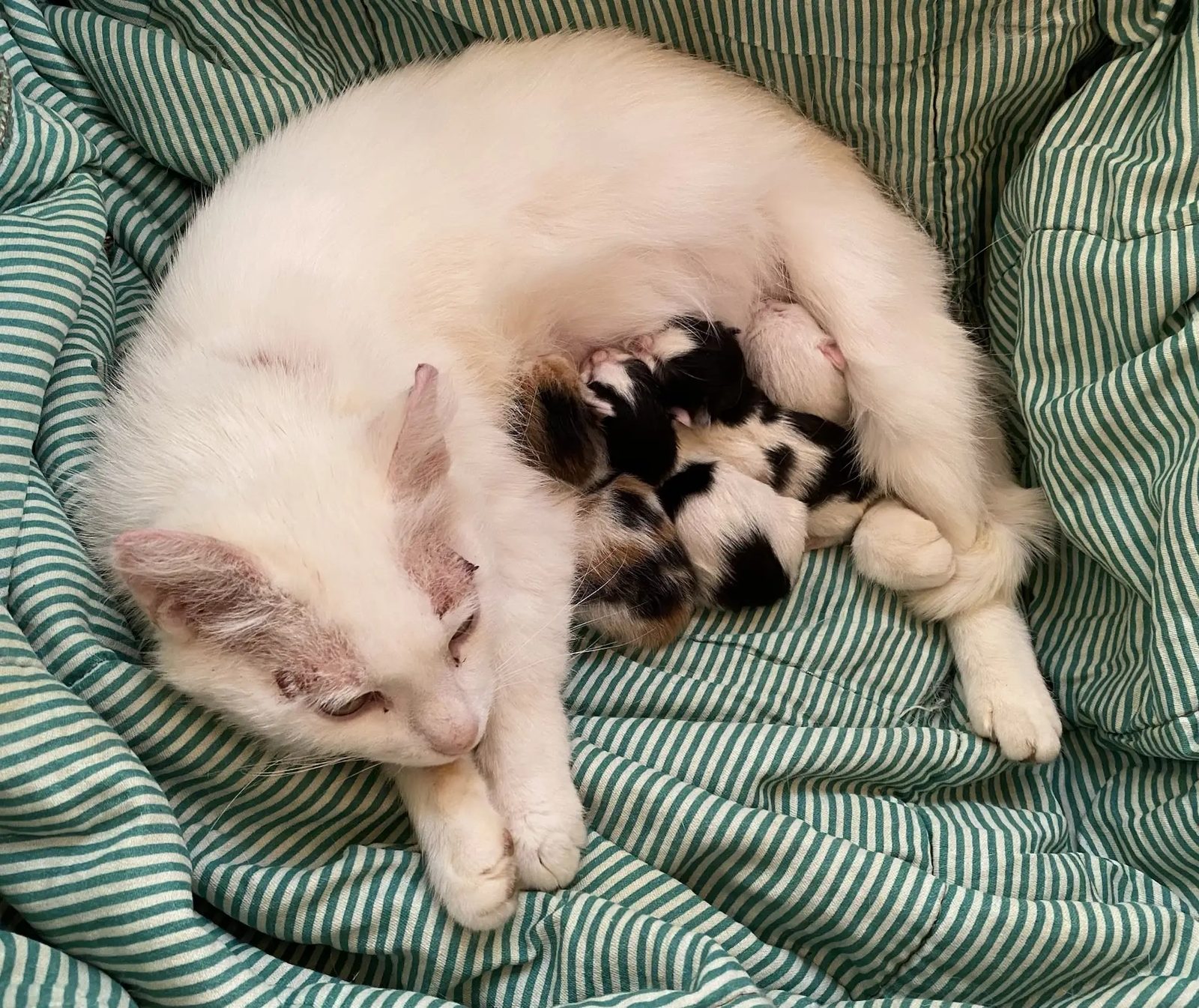Found Cat in Liverpool, England — listing photo