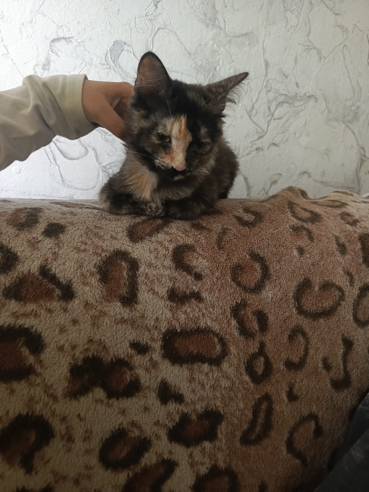 Found Cat in Newcastle upon Tyne, England — listing photo