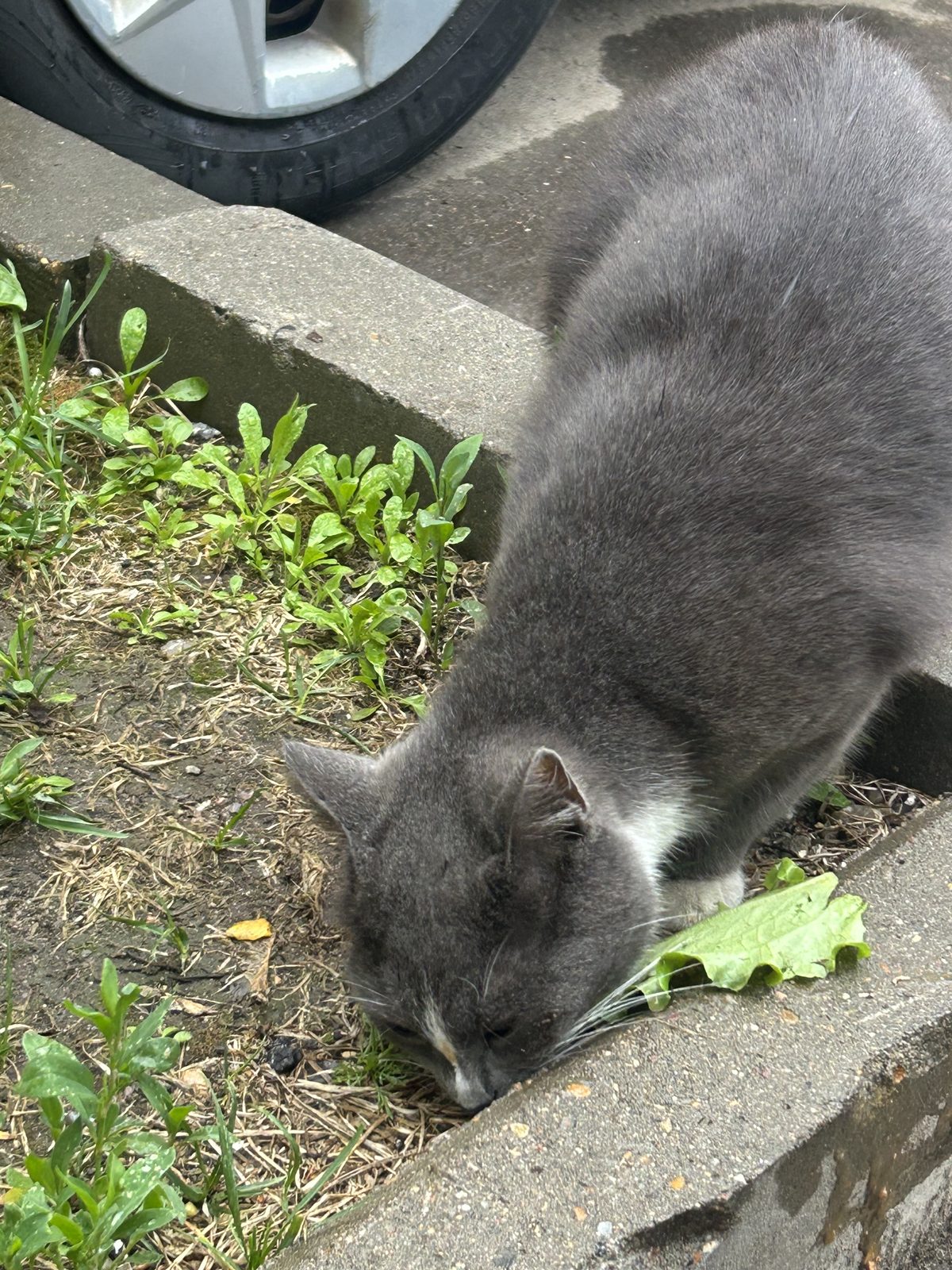 Found Cat in Sheffield, England — listing photo