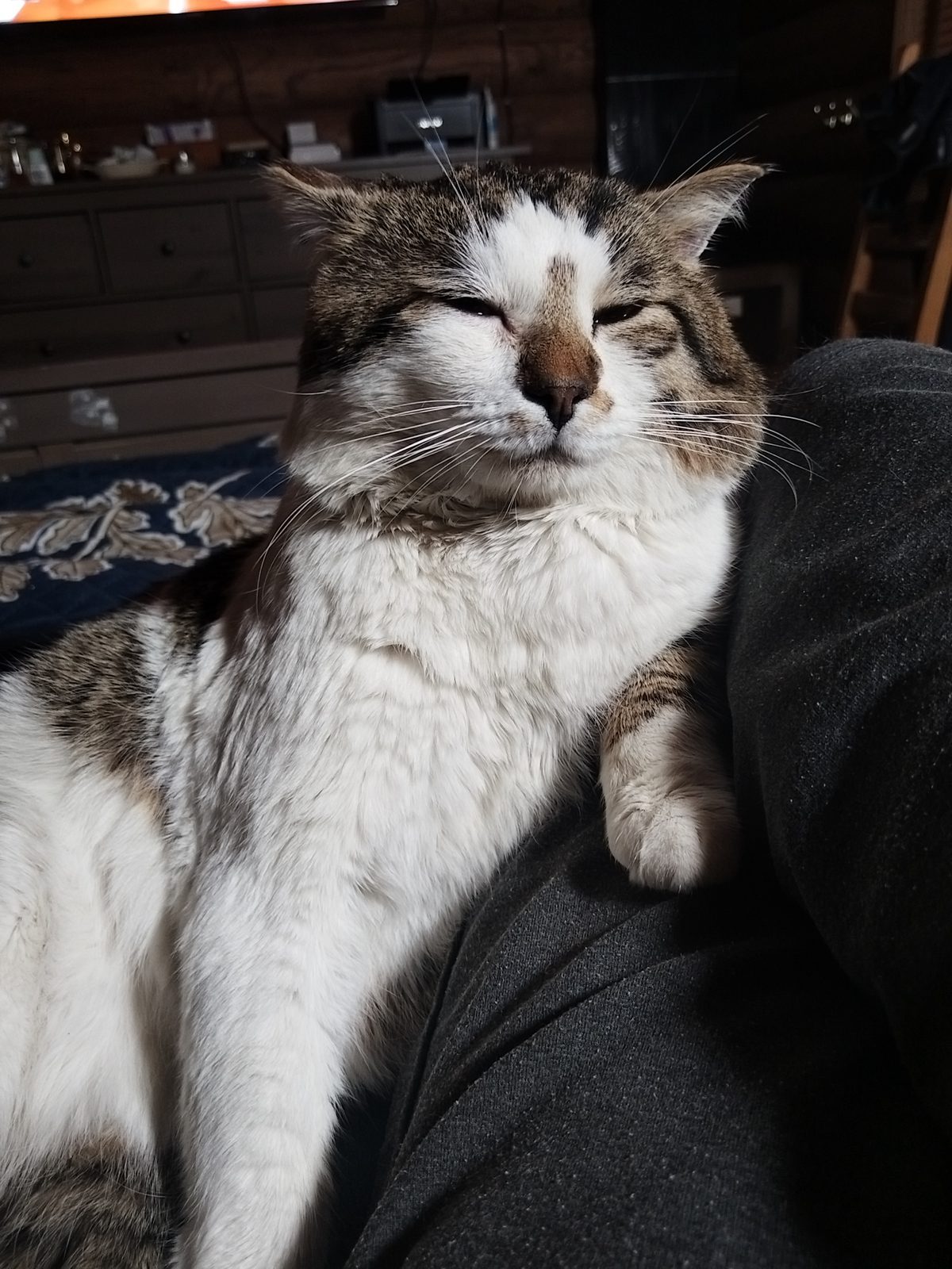 Lost Cat in Edinburgh, Scotland — listing photo