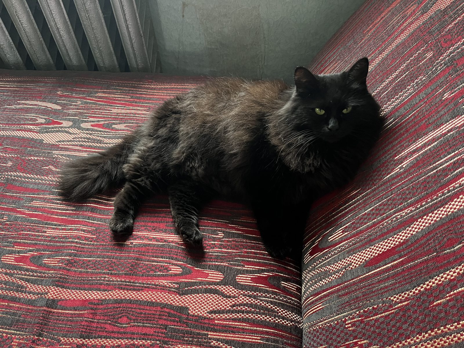 Lost Cat in Brighton, England — Have you seen this cat?