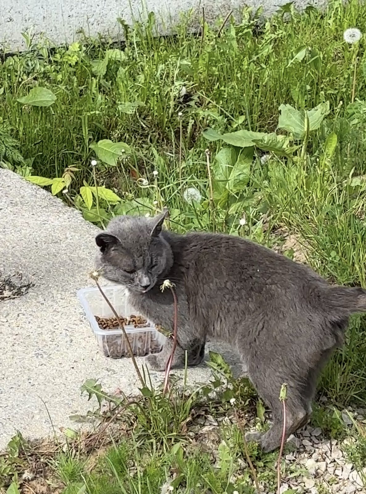 Found Cat in Cambridge, England — Cat found safe