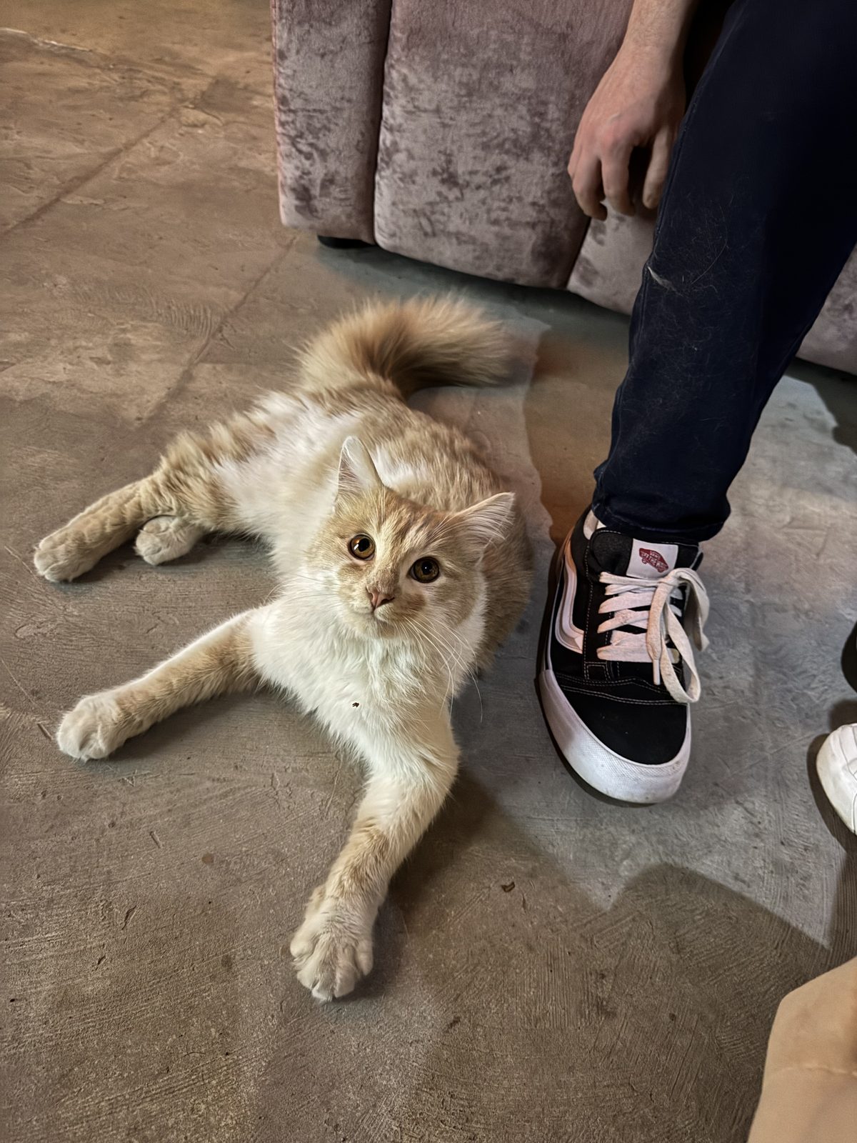 Found Cat in Portsmouth, England — Cat found safe