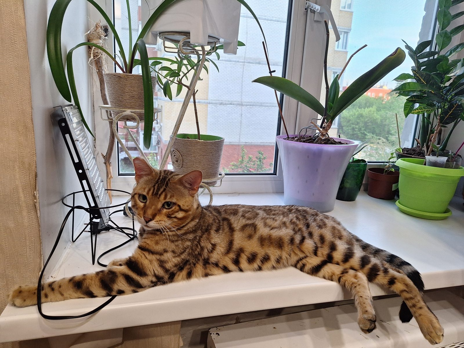 Found Cat in Derby, England — listing photo