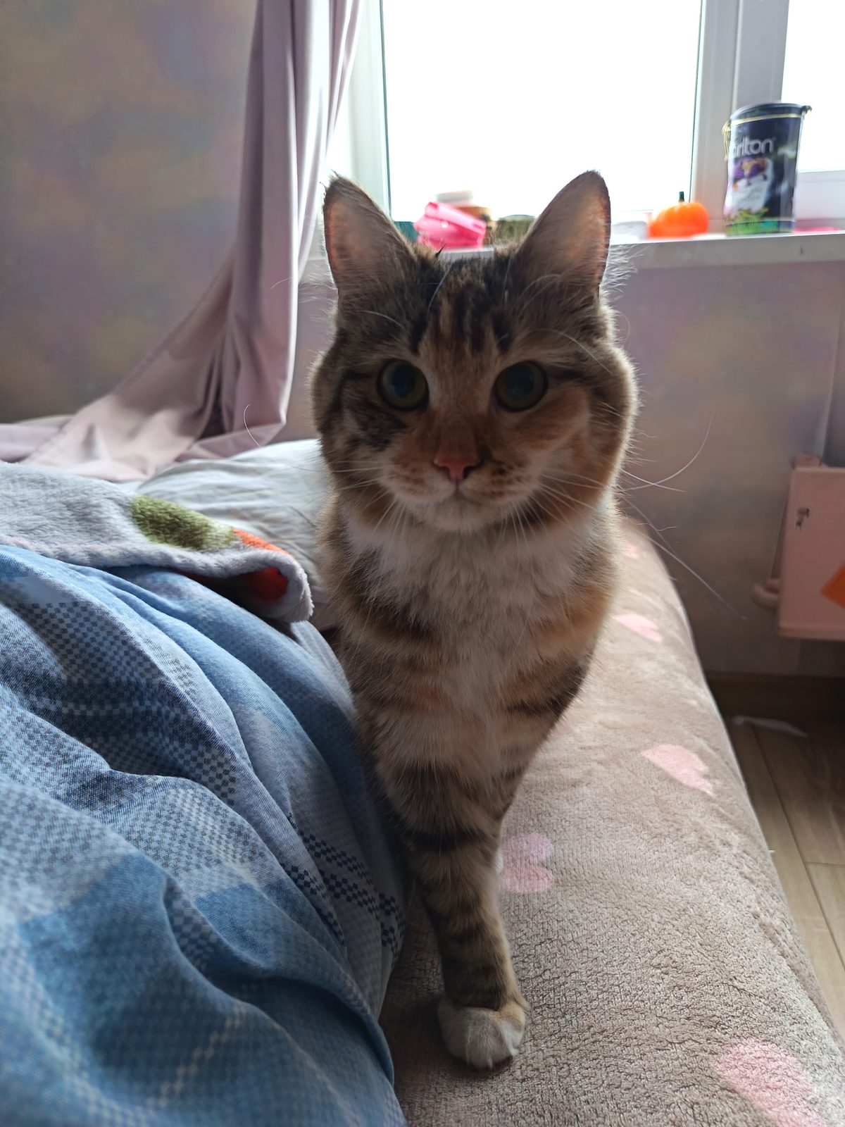 Found Cat in London, England — listing photo