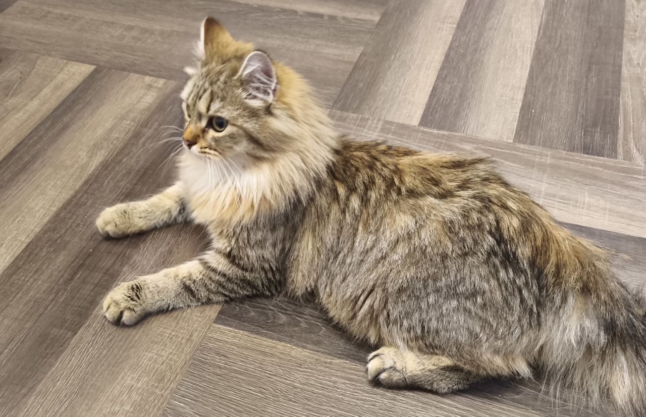 Lost Cat in Swansea, Wales — Have you seen this cat?