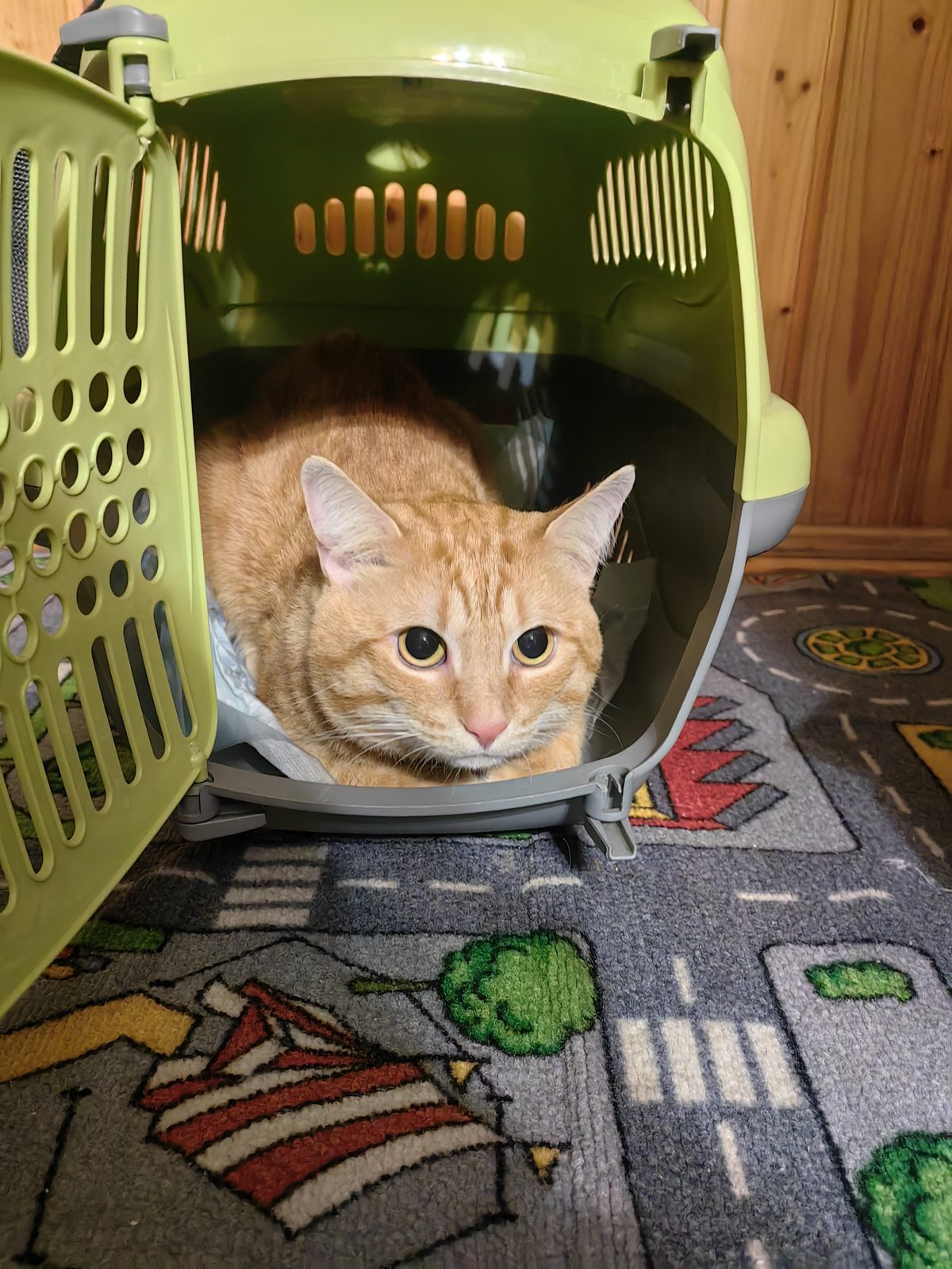 Found Cat in Bristol, England — listing photo