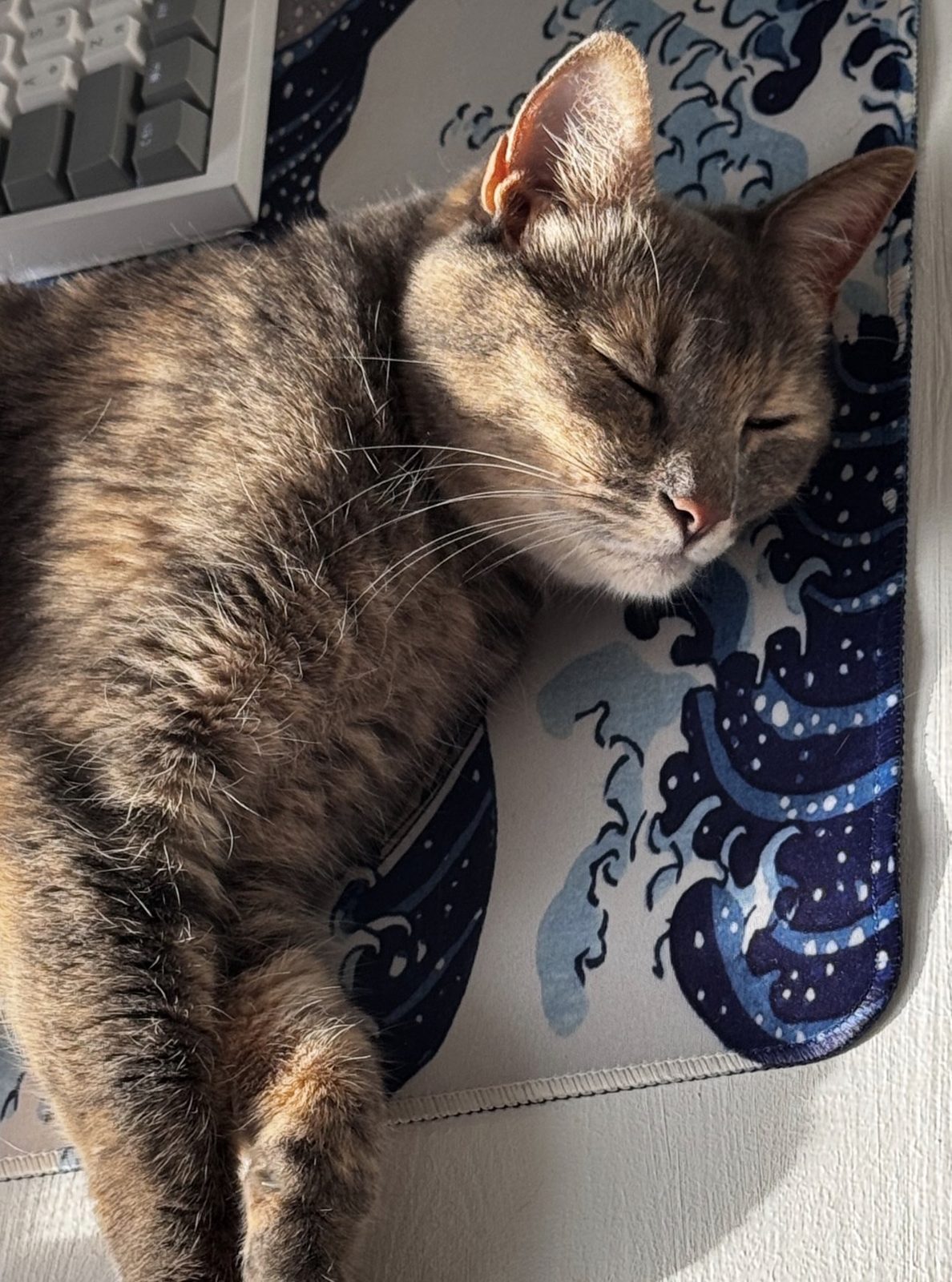 Lost Cat in Norwich, England — listing photo