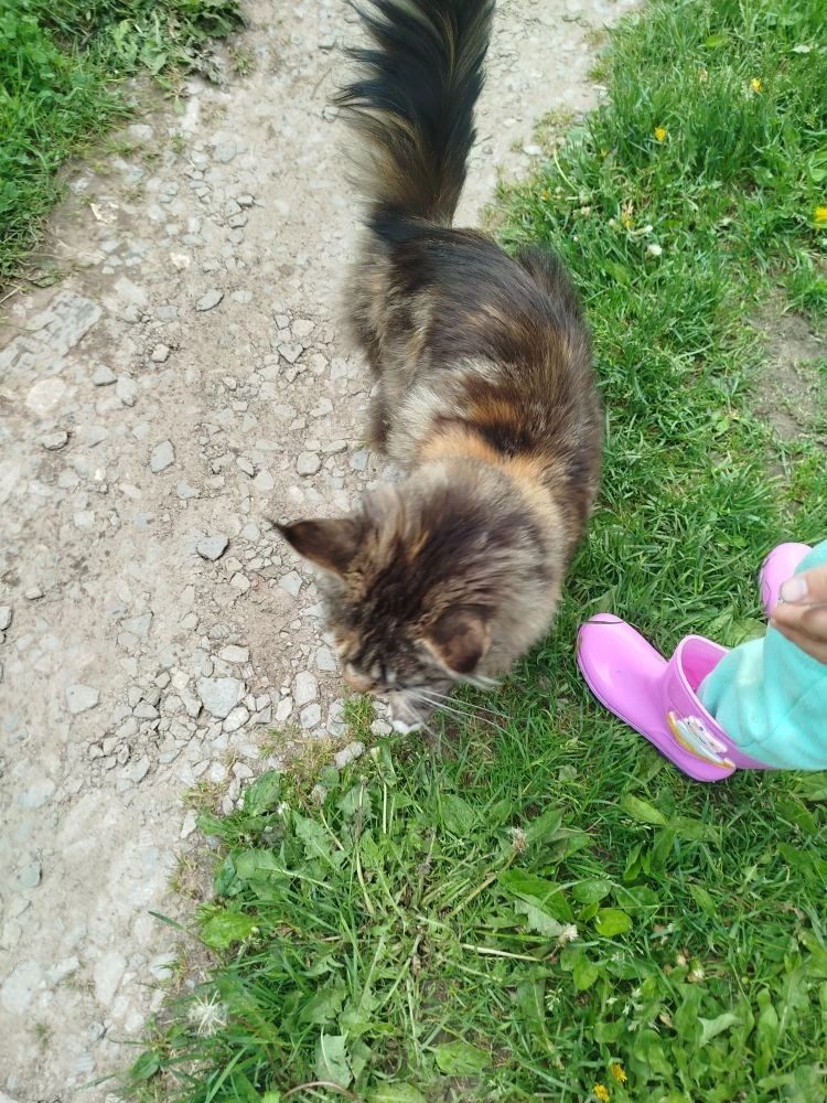 Found Cat in Reading, England — listing photo