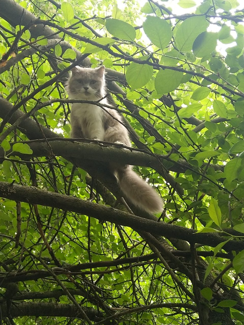Found Cat in Nottingham, England — listing photo