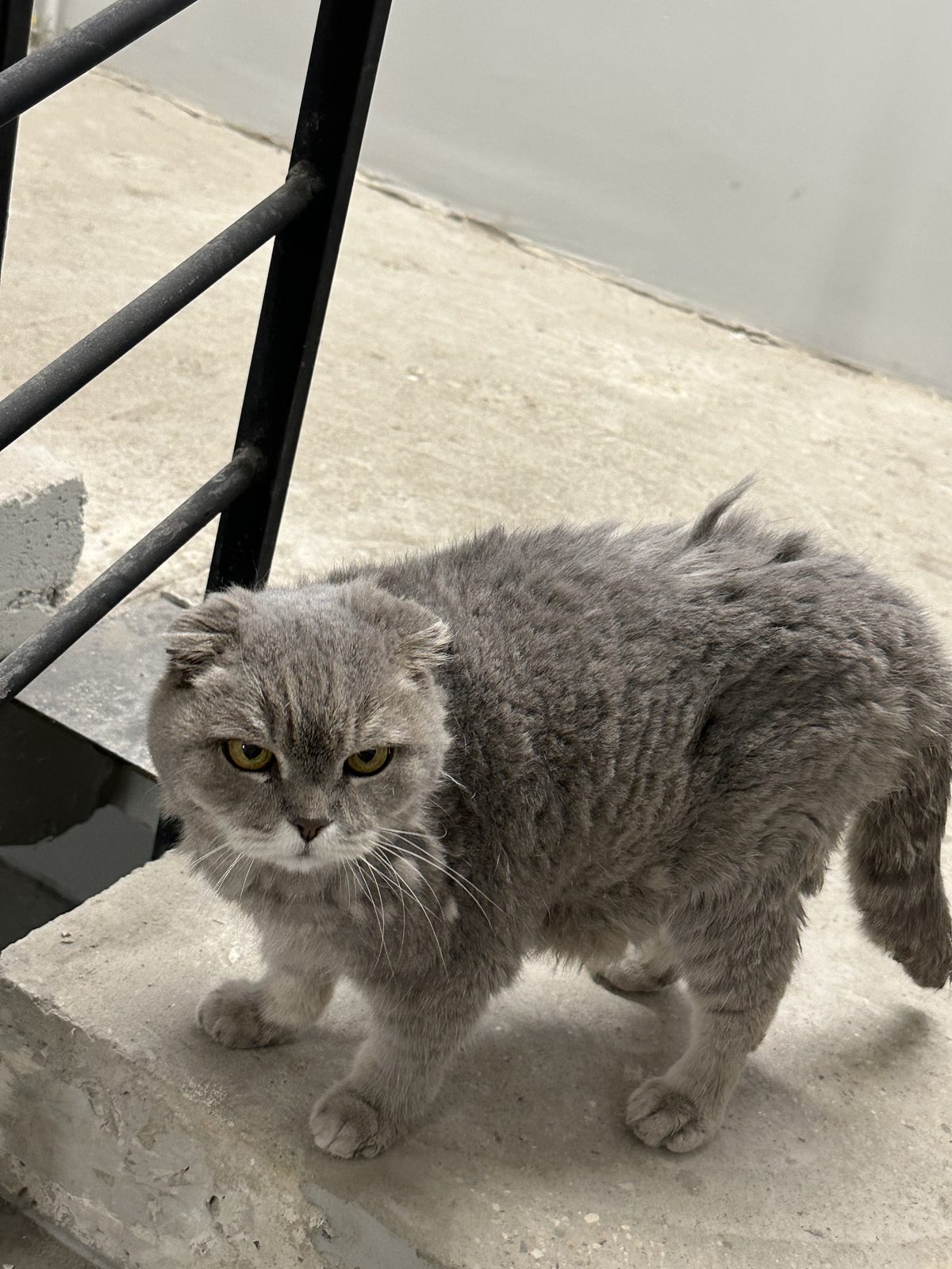 Found Cat in London, England — listing photo