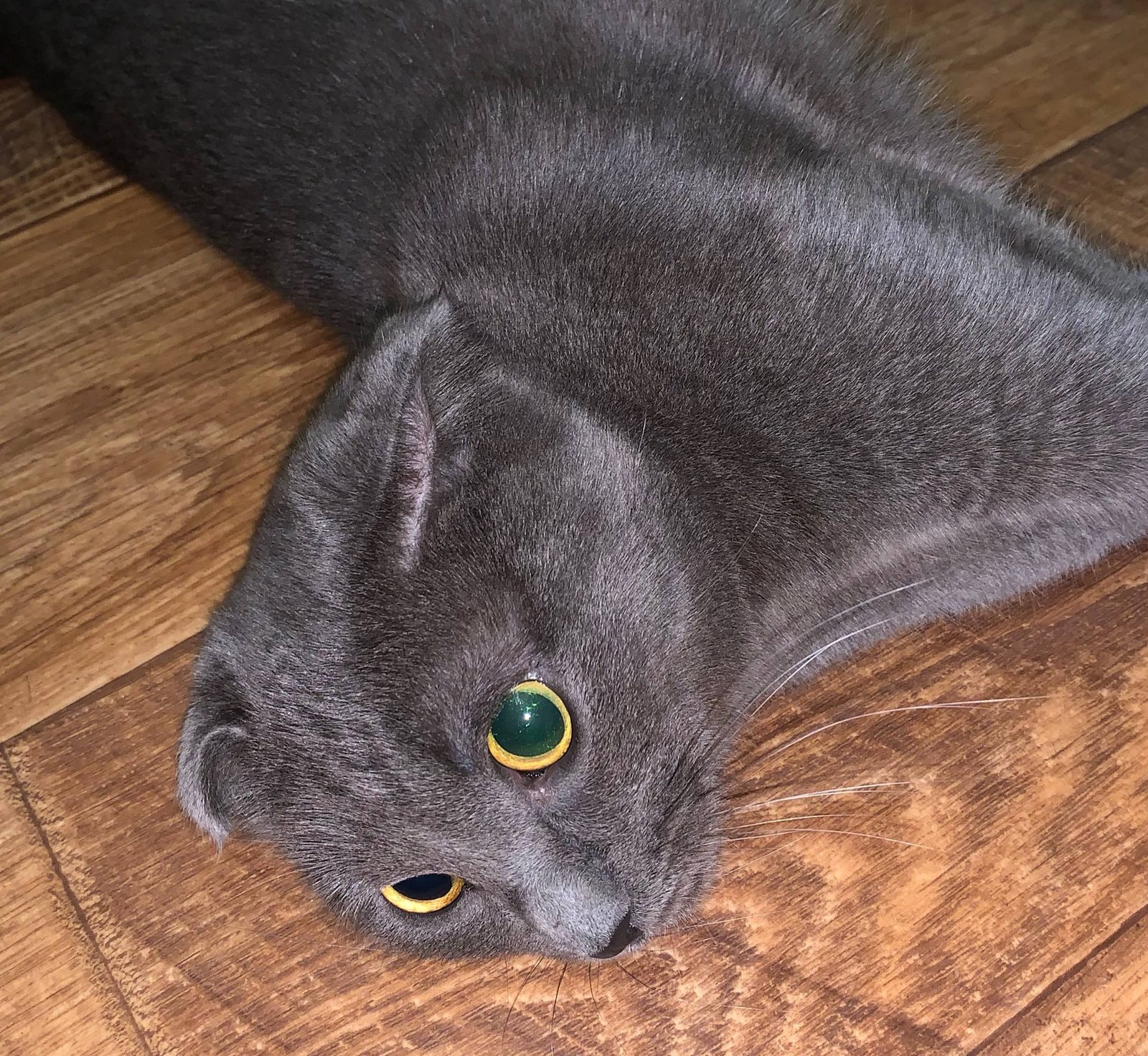 Found Cat in Portsmouth, England — Cat found safe