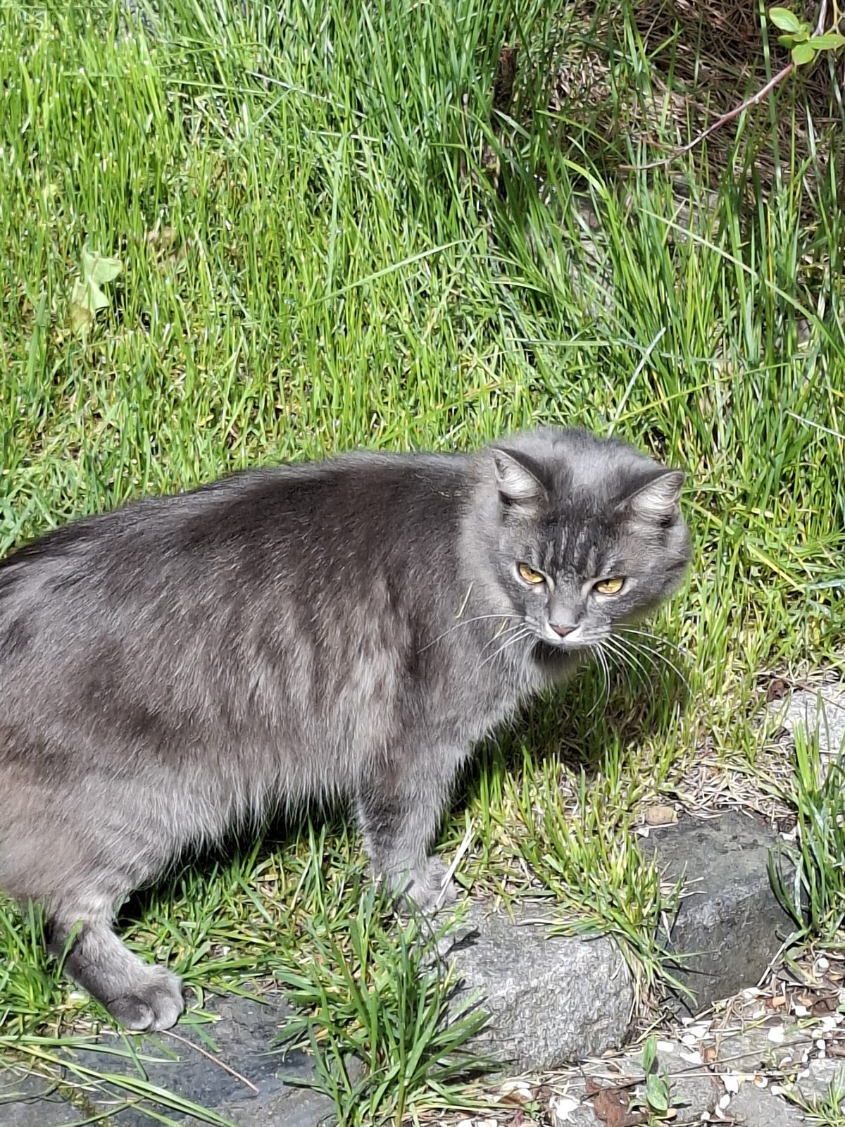 Lost Cat in Nottingham, England — listing photo