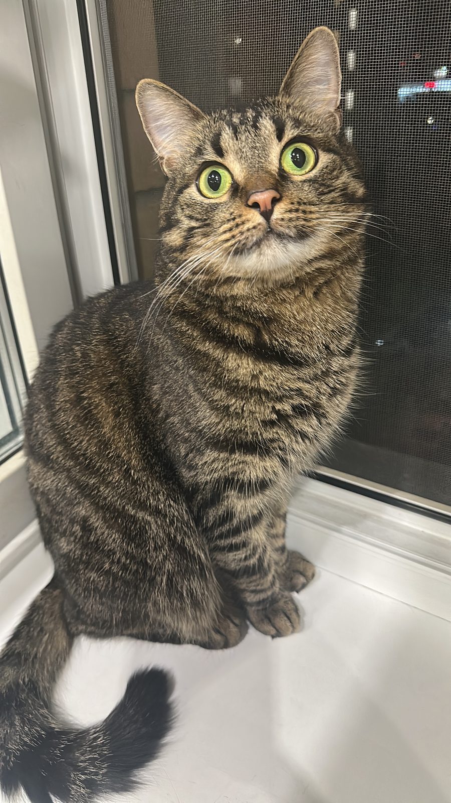 Lost Cat in Leeds, England — listing photo