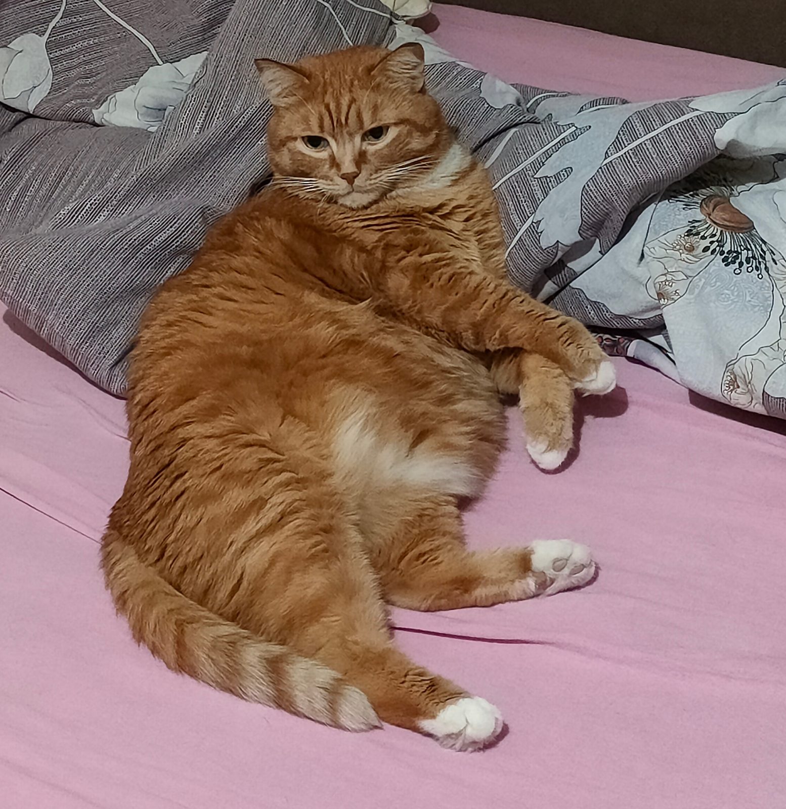 Lost Cat in Derby, England — Have you seen this cat?