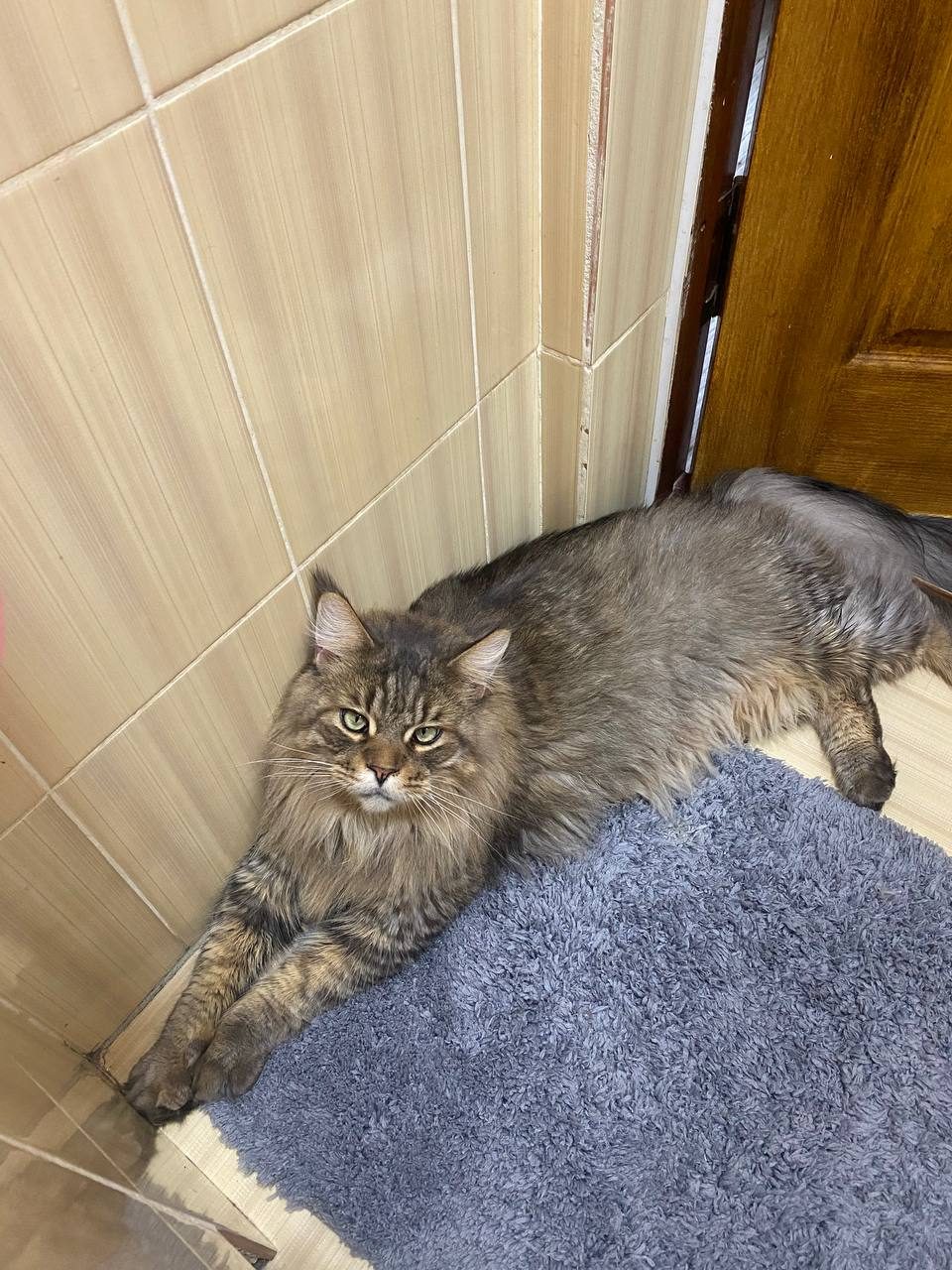 Lost Cat in Stoke-on-Trent, England — listing photo