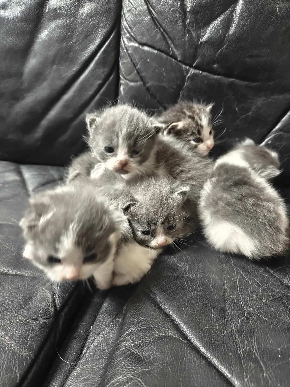 Found Cat in Leicester, England — listing photo