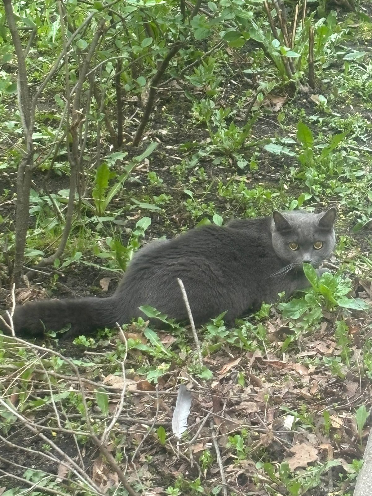 Found Cat in Cambridge, England — Cat found safe