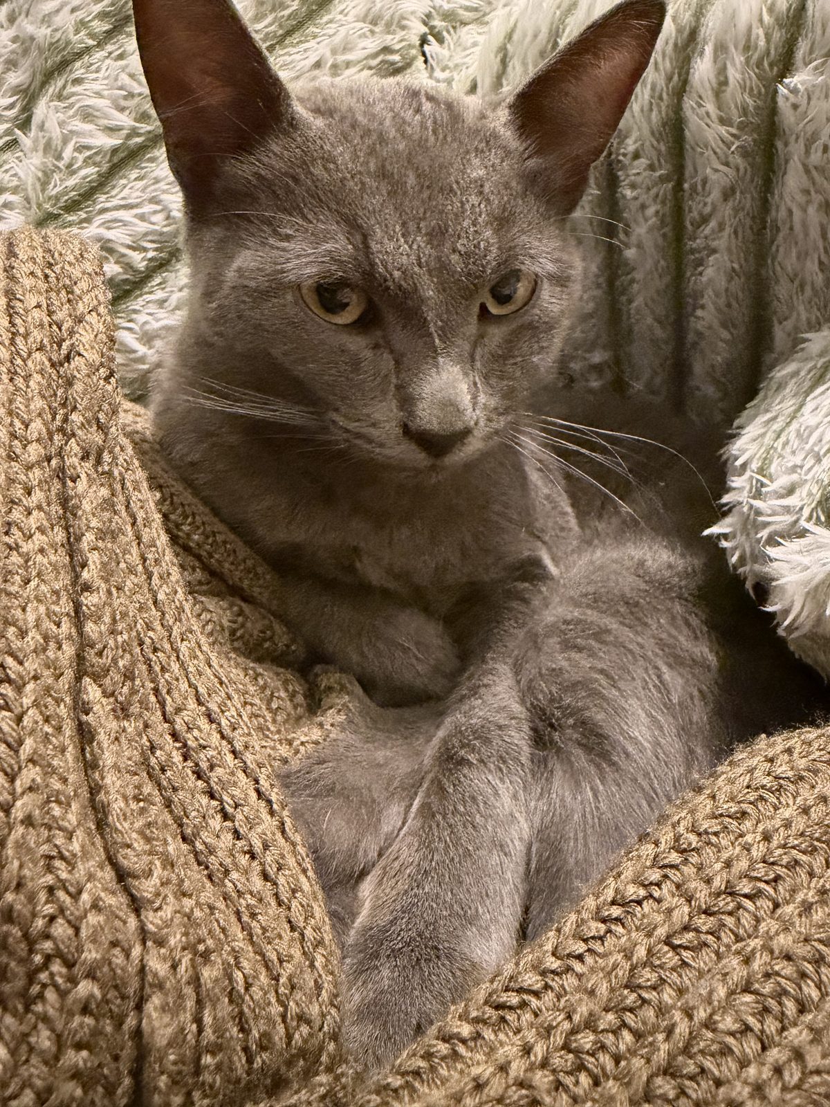 Found Cat in Liverpool, England — listing photo