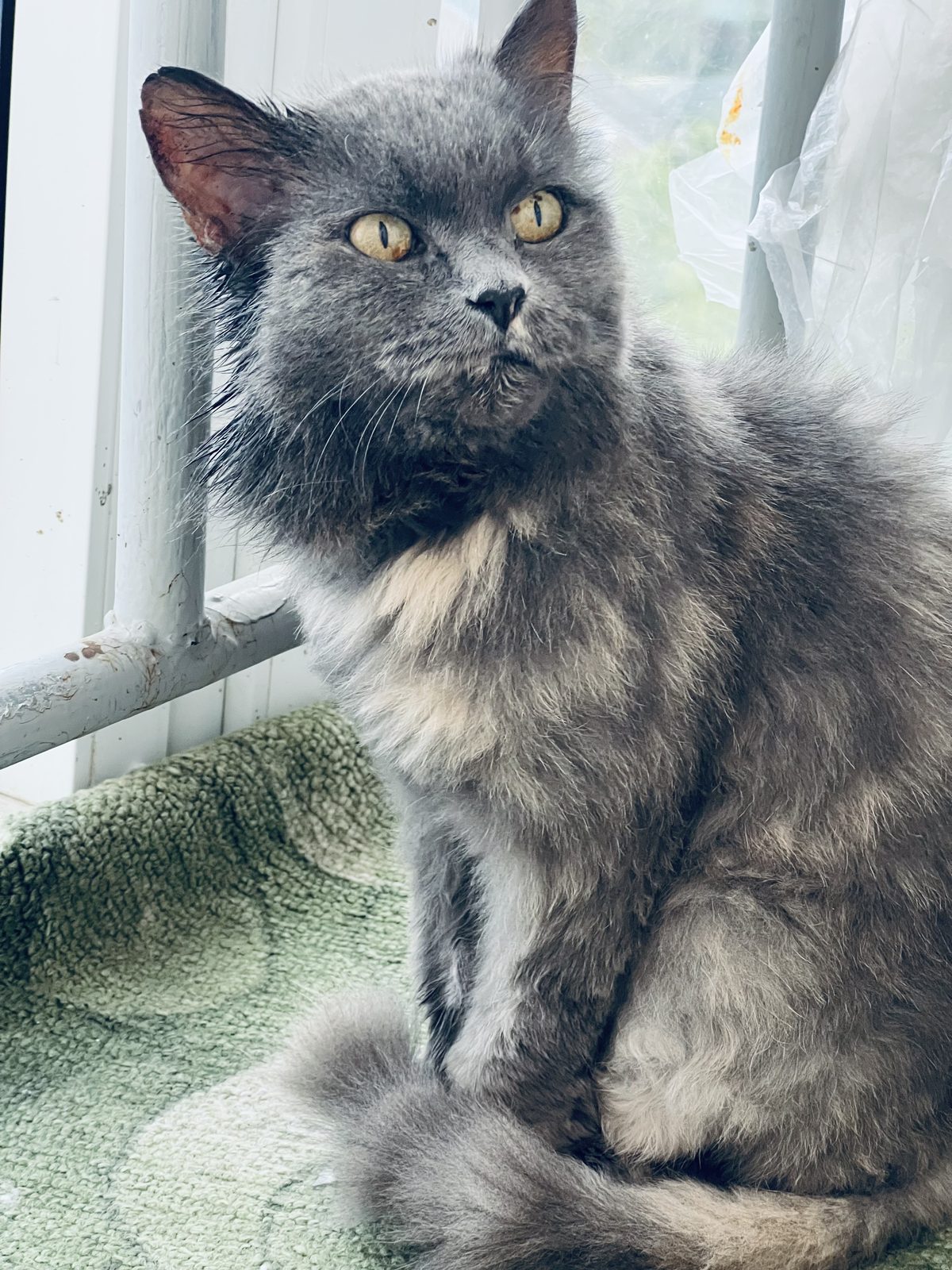 Found Cat in Plymouth, England — listing photo