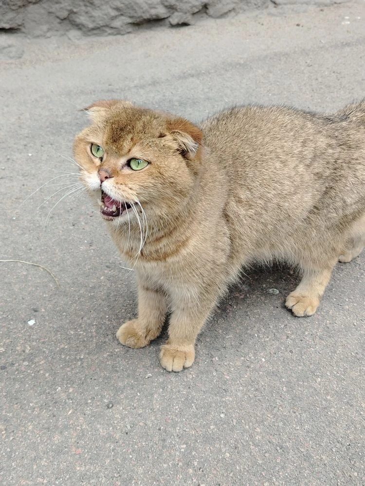 Found Cat in Birmingham, England — listing photo