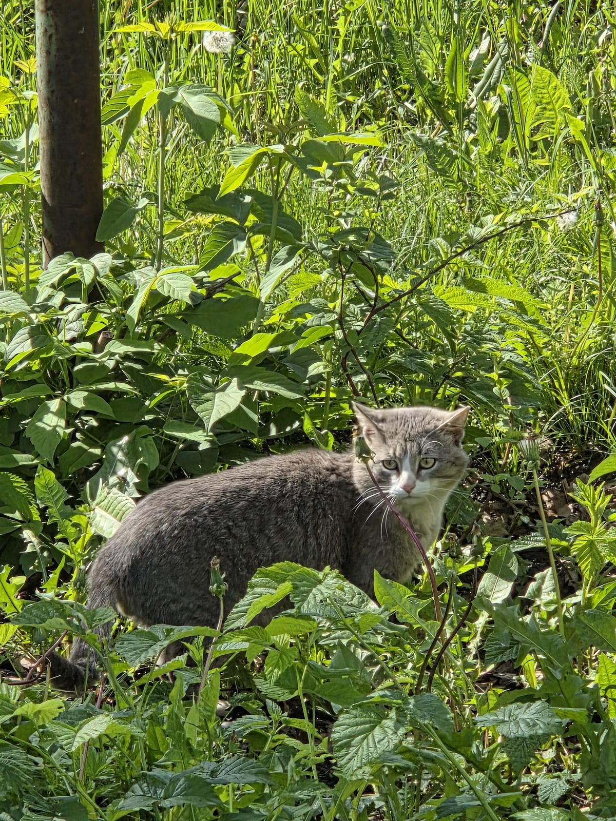 Found Cat in Birmingham, England — Cat found safe