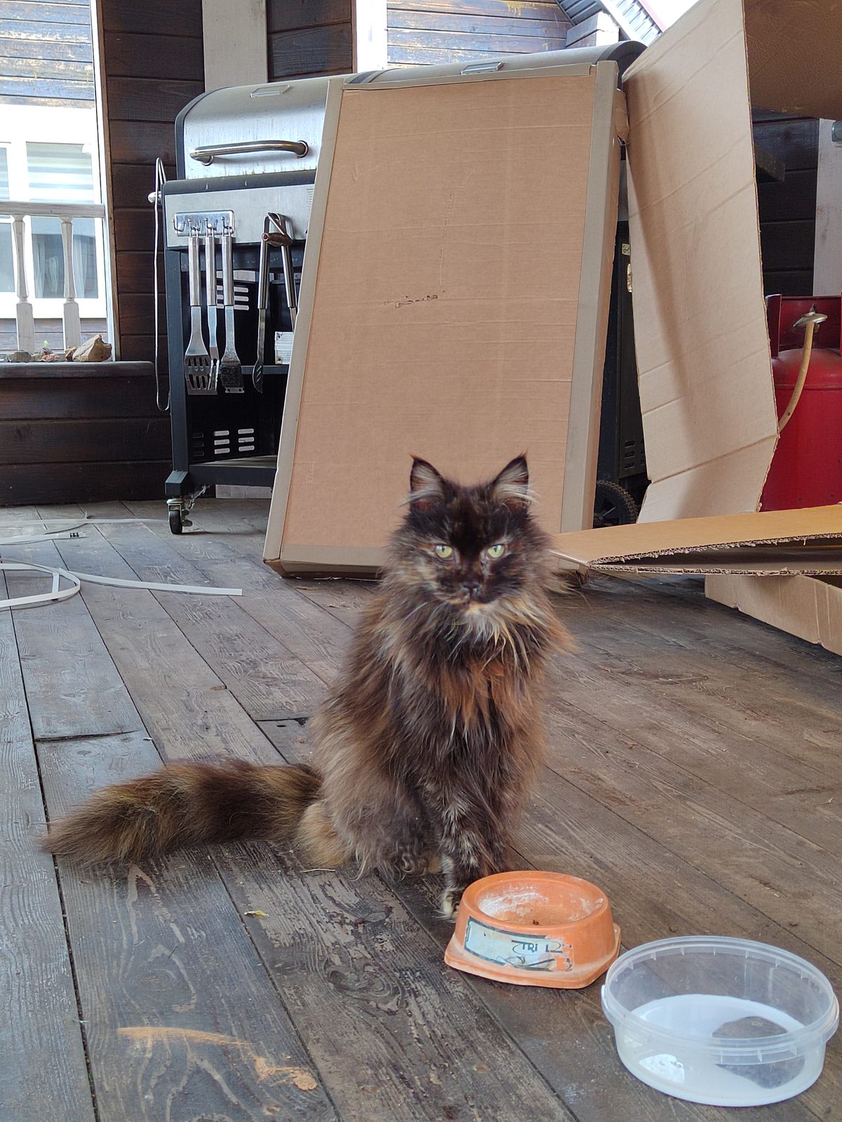 Found Cat in Bradford, England — listing photo