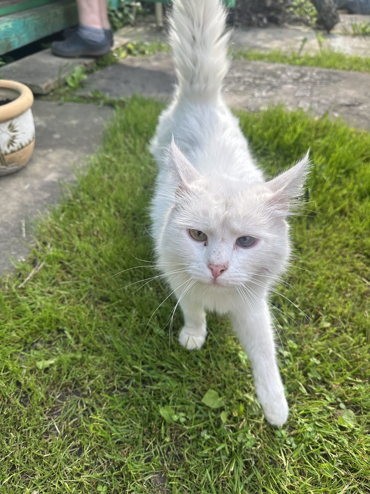 Found Cat in Cambridge, England — listing photo